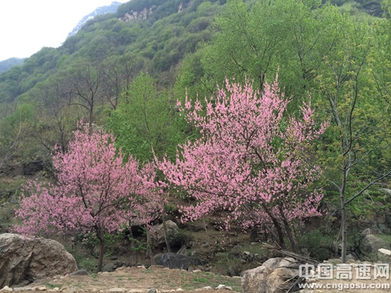 五岳寨桃花始盛开